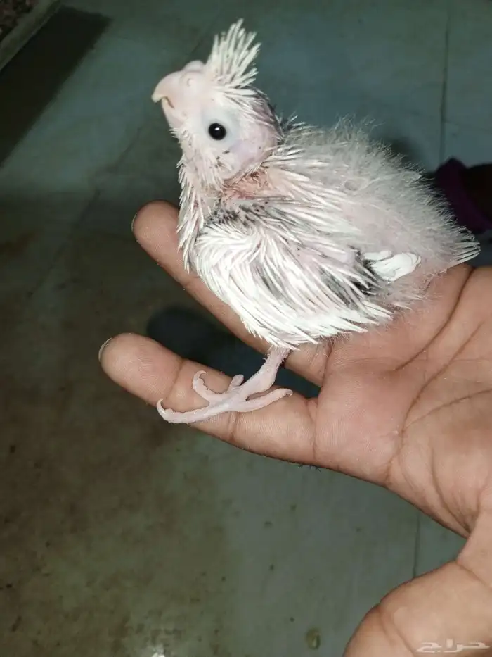 للبيع فروخ كروان وفروخ روز 5