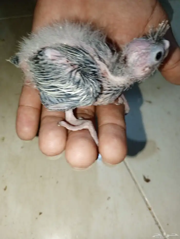 للبيع فروخ كروان وفروخ روز 4