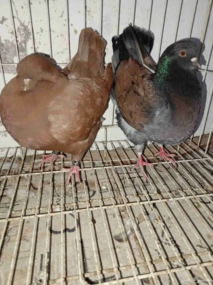 حمام مدينا امريكي 1