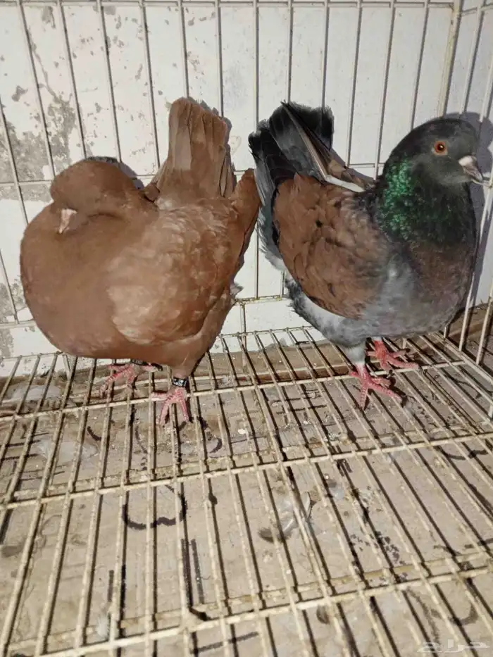 حمام مدينا امريكي 4