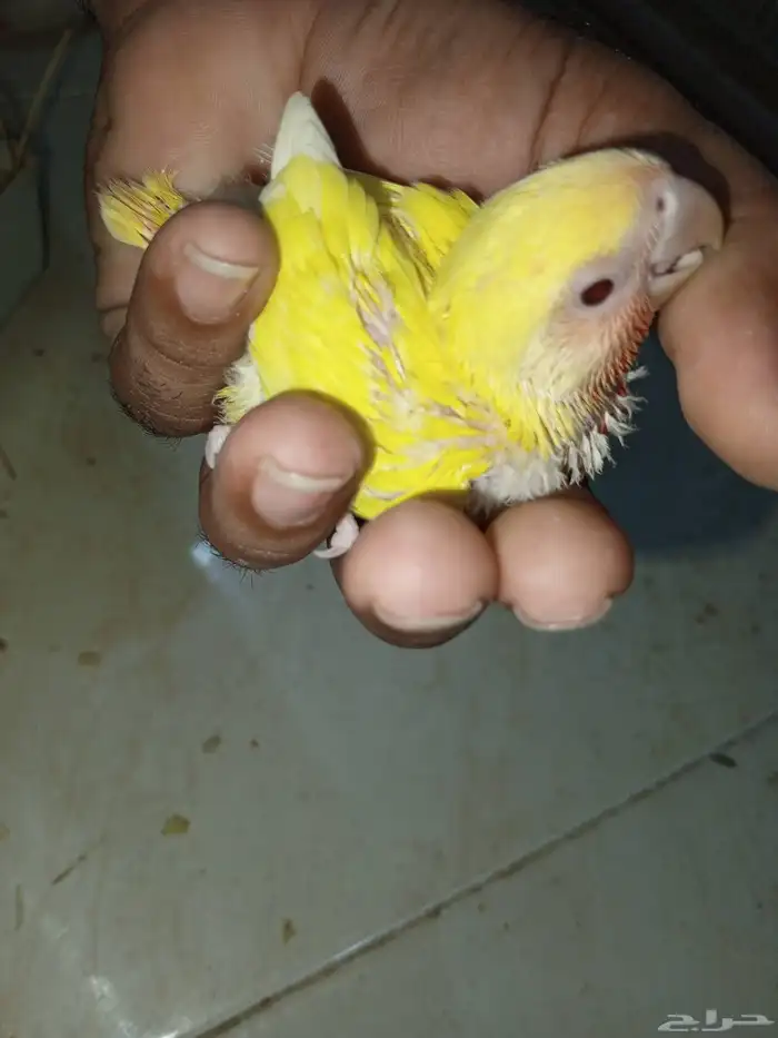 للبيع فروخ كروان وفروخ روز 2