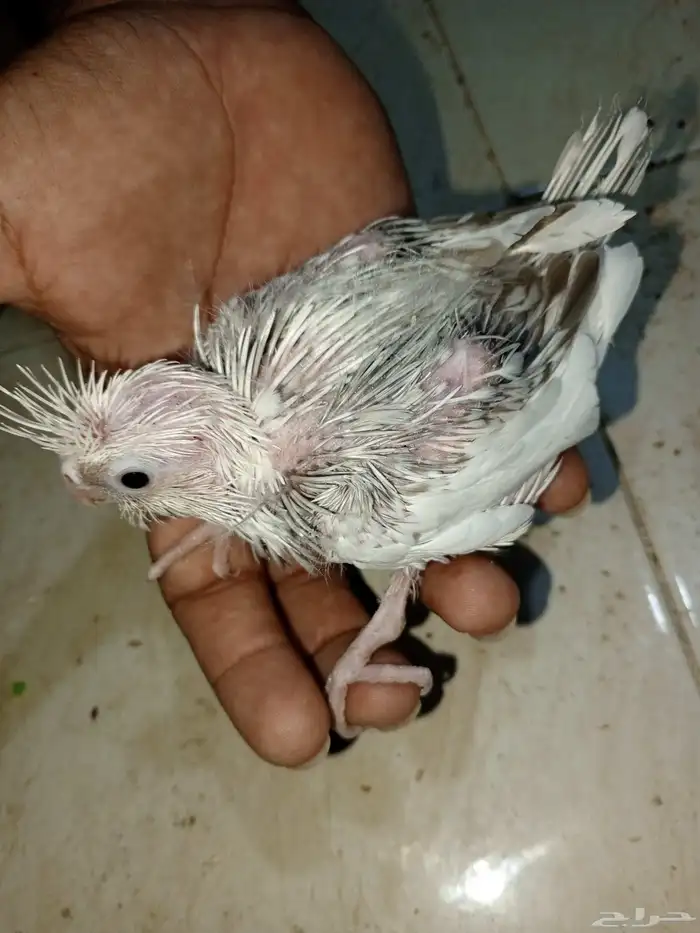 للبيع فروخ كروان وفروخ روز 8