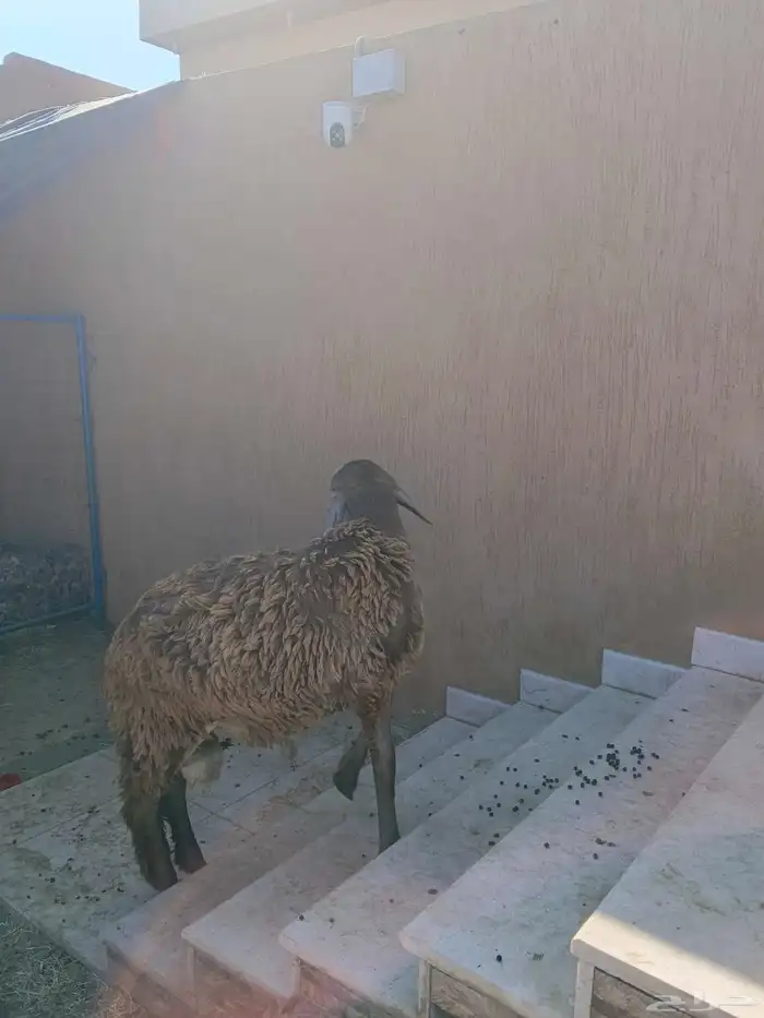 خروف سواكني جذع 4