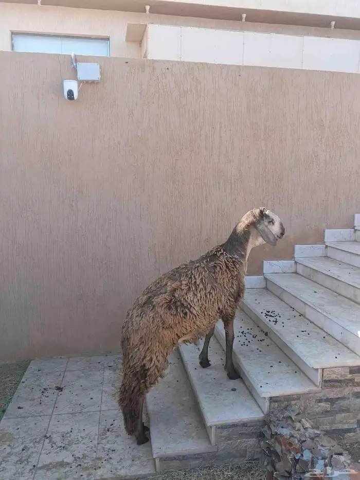 خروف سواكني جذع 3