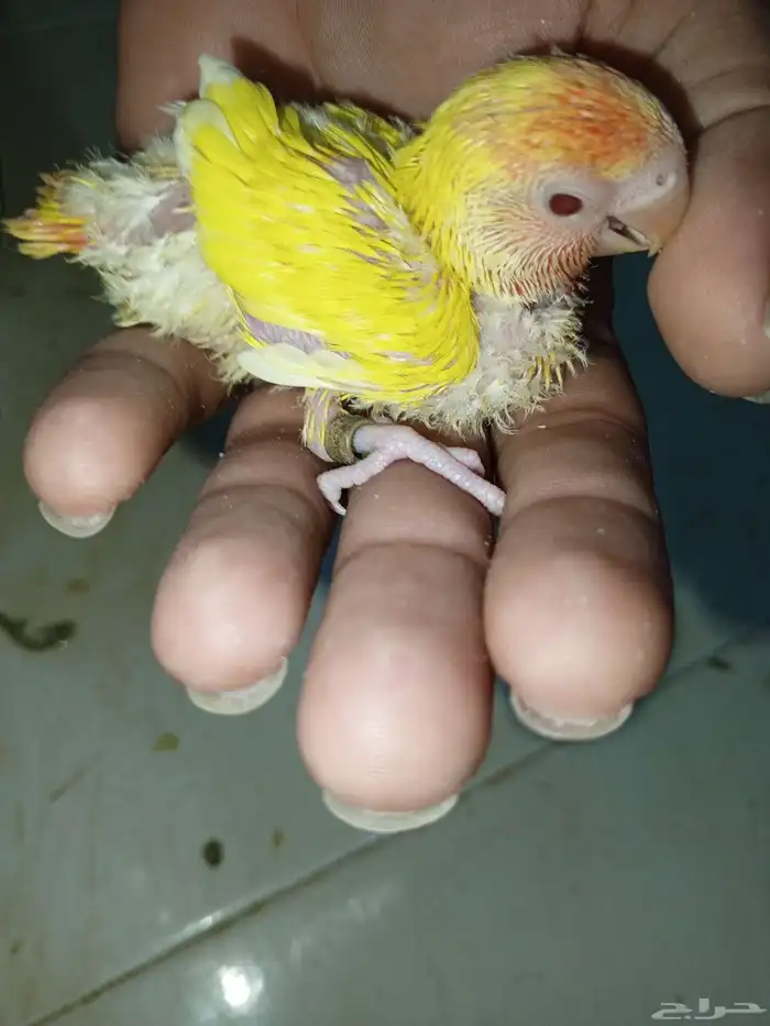 للبيع فروخ كروان وفروخ روز 0