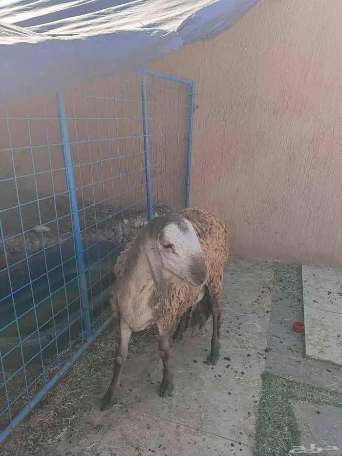 خروف سواكني جذع 5