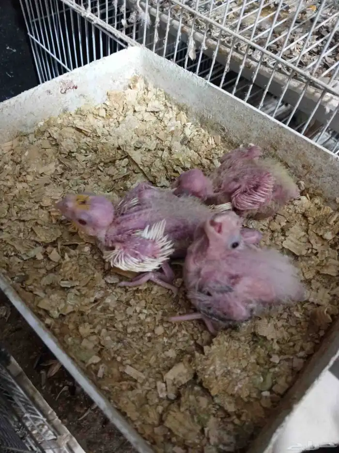 للبيع فروخ كروان وفروخ روز 6