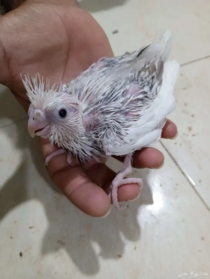 للبيع فروخ كروان وفروخ روز 7