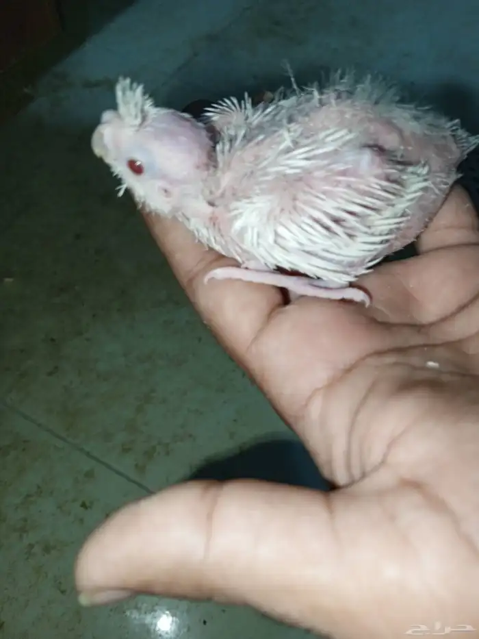 للبيع فروخ كروان وفروخ روز 3