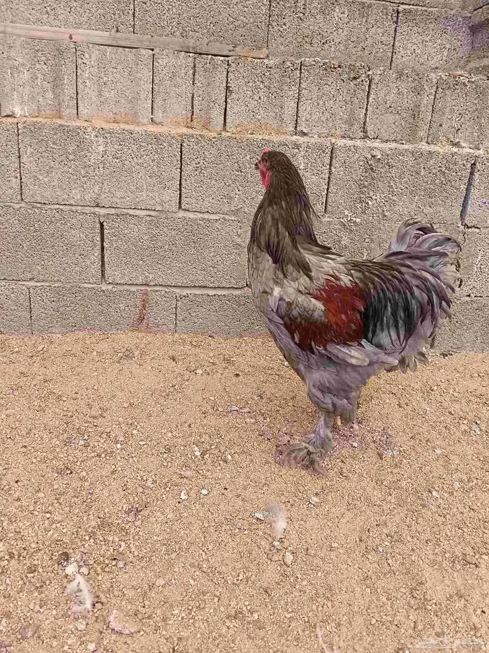 دجاج براهما 2