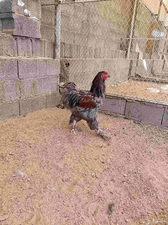 دجاج براهما 1