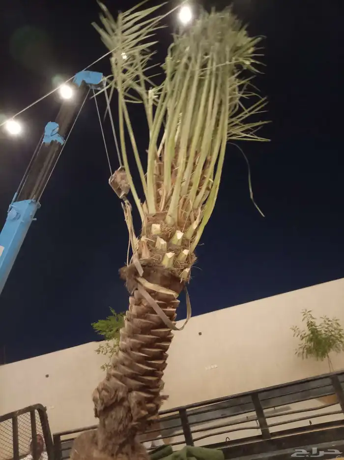 جثايث للبيع ونانه خلاص برحي صقعي مجدول سكري 0