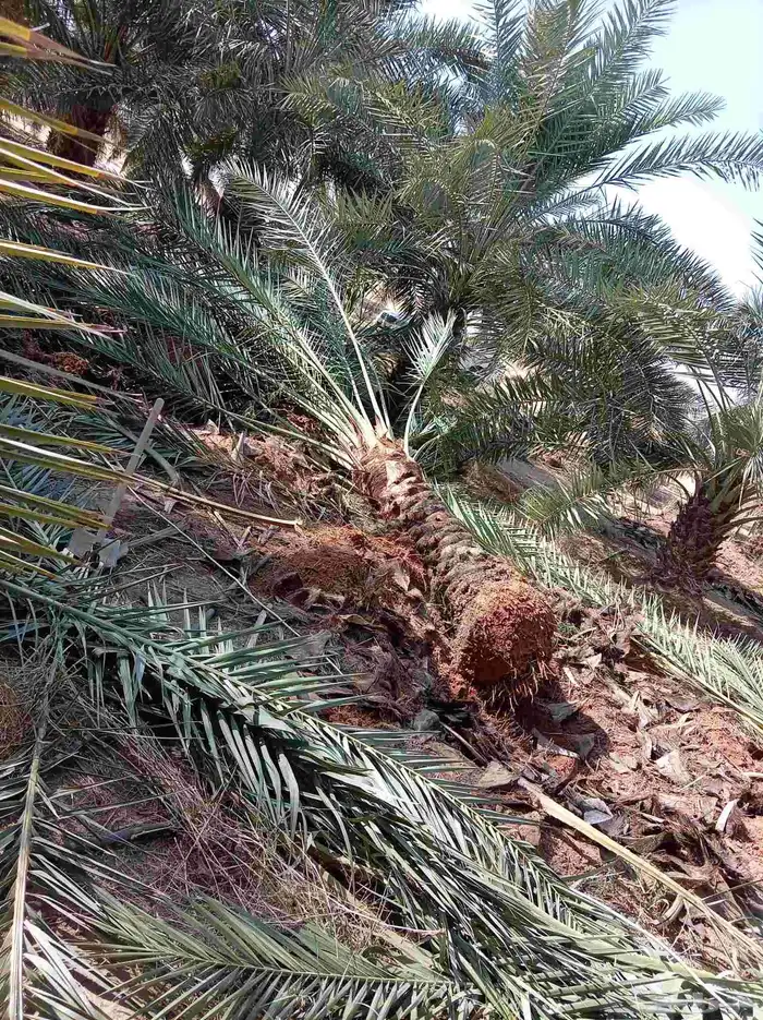 جثايث للبيع ونانه خلاص برحي صقعي مجدول سكري 8