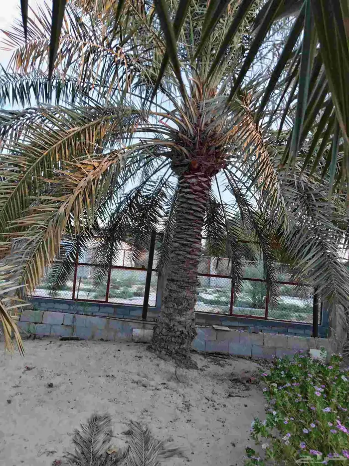ابوياسين لبيع جميع انواع النخيل البلدي والواشنطن والفسيل 2