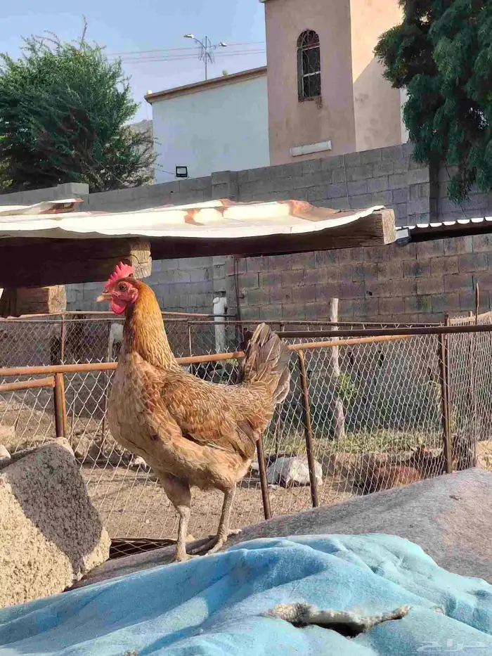 دجاجه عربي أصيل 2