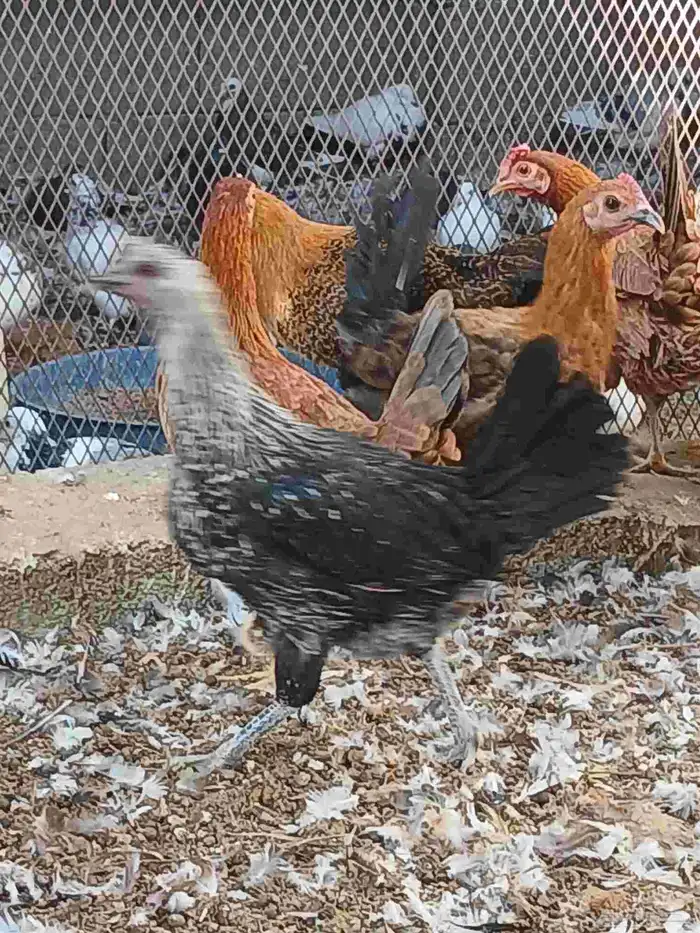 دجاج بلدي وفيومي بياض وبشاير 1