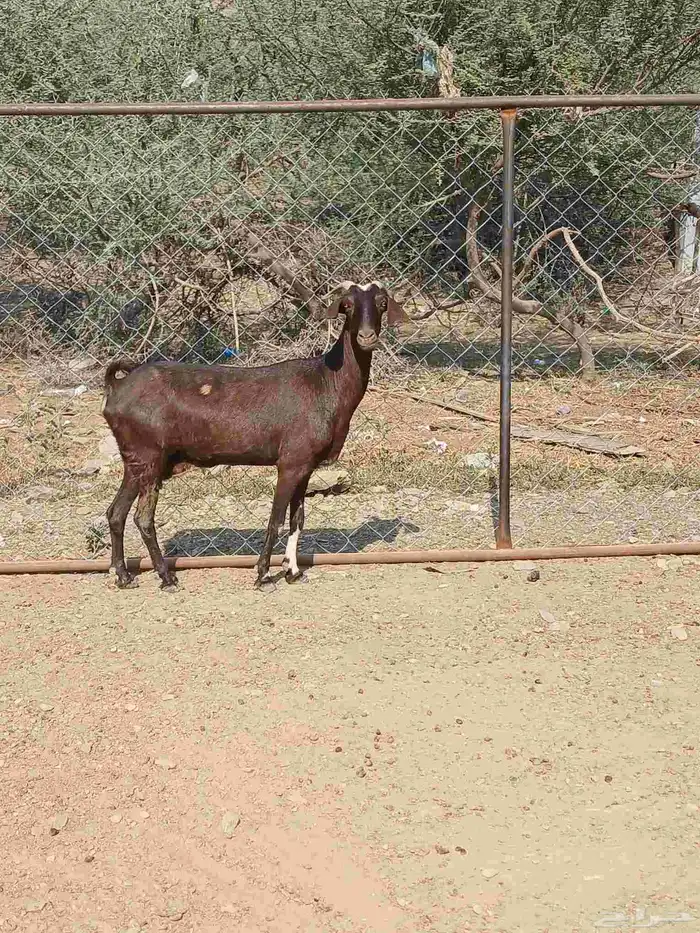 للبيع عنز دافع 1