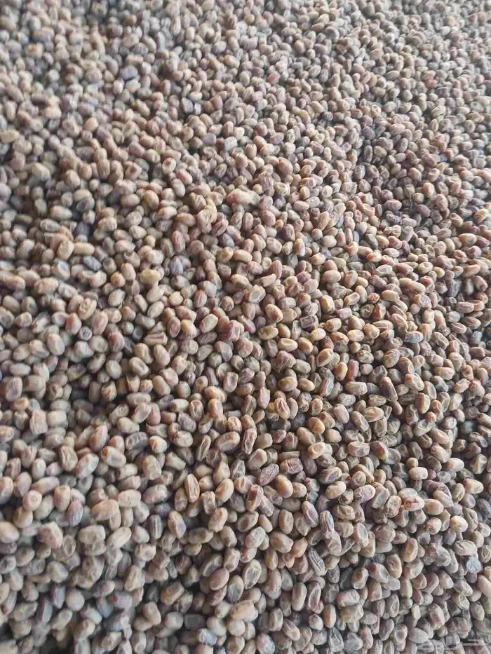 يوجد لدينا تمور حلال كيس ملان وتمر نظيف 2