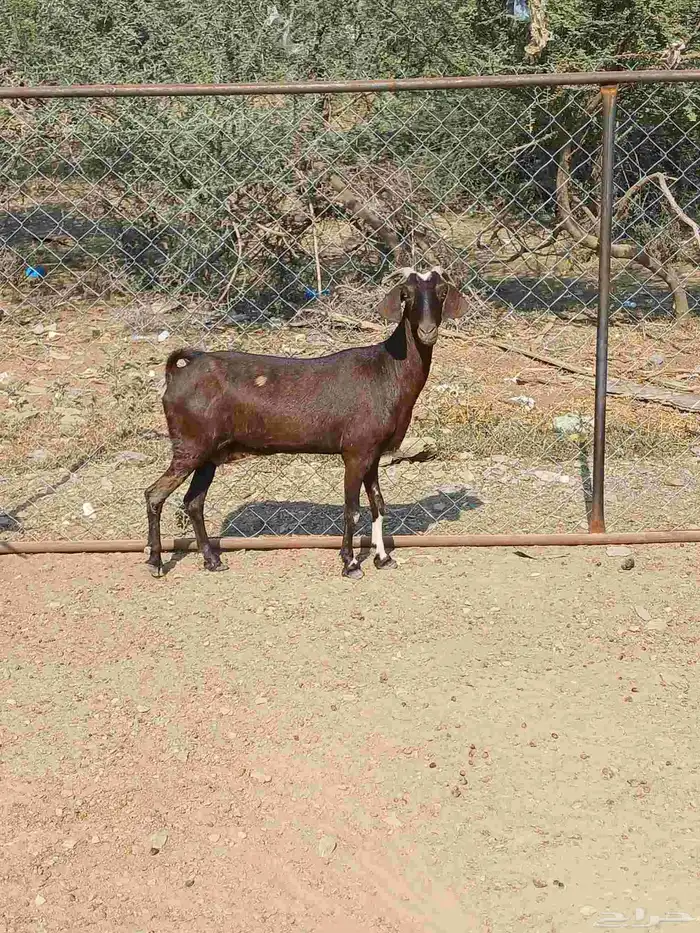 للبيع عنز دافع 2