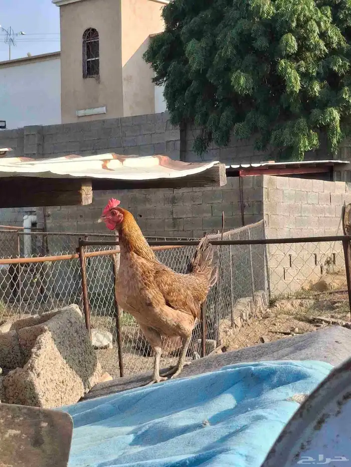 دجاجه عربي أصيل 1