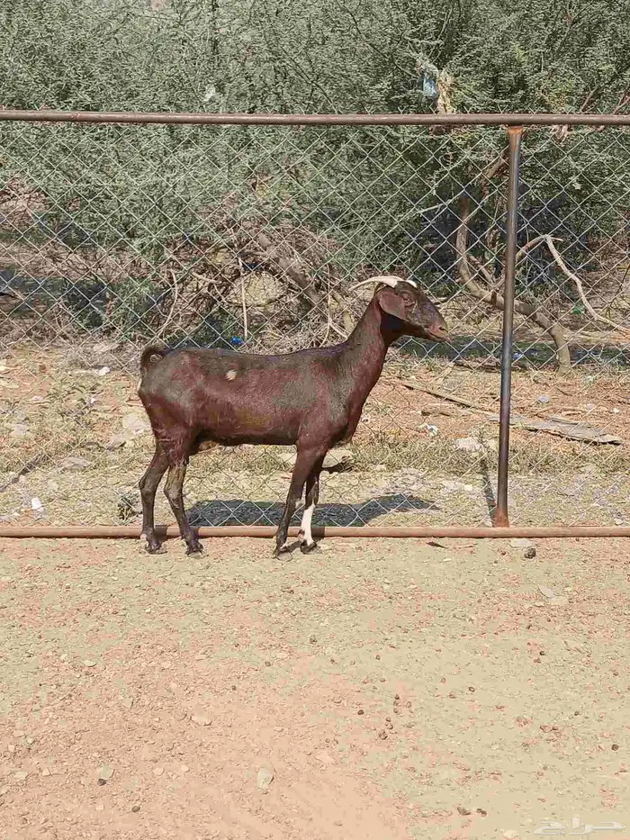 للبيع عنز دافع 0