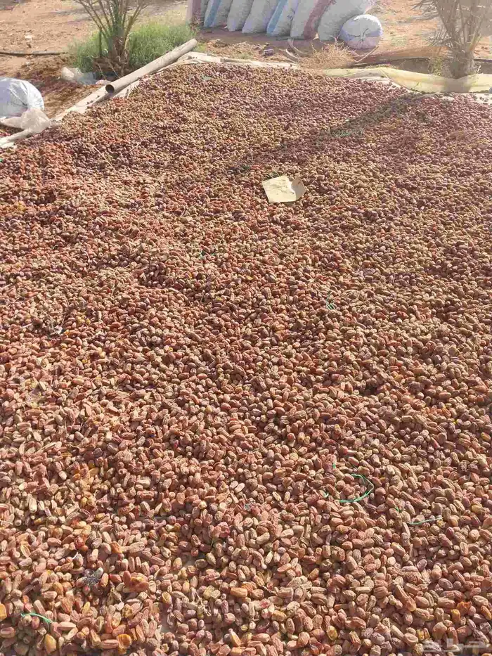 يوجد لدينا تمور حلال كيس ملان وتمر نظيف 0