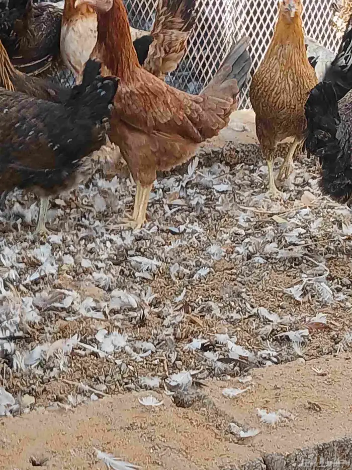 دجاج بلدي وفيومي بياض وبشاير 0