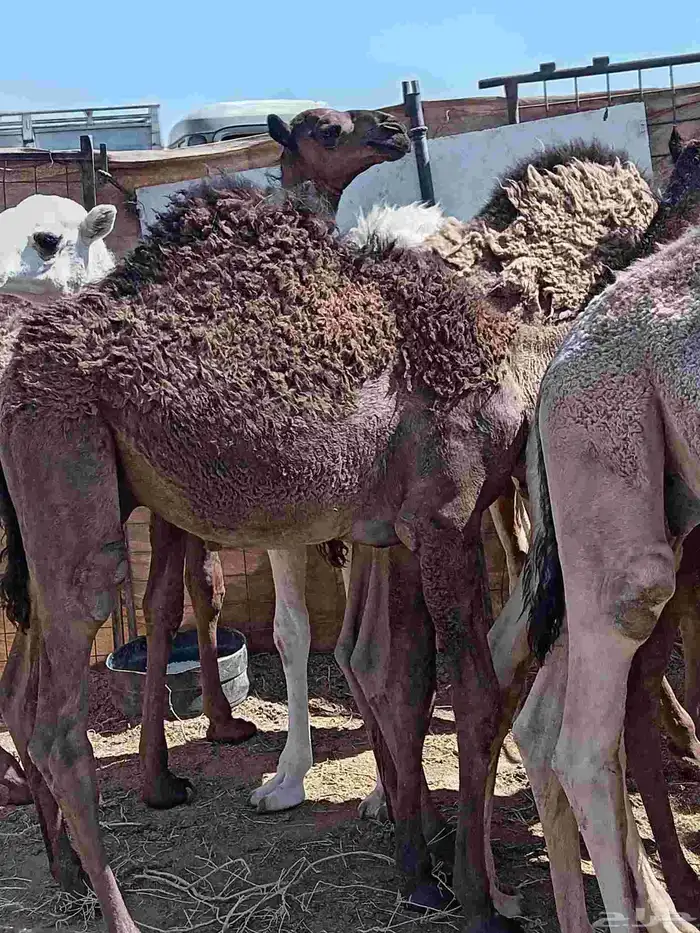 حشو فواخر 4