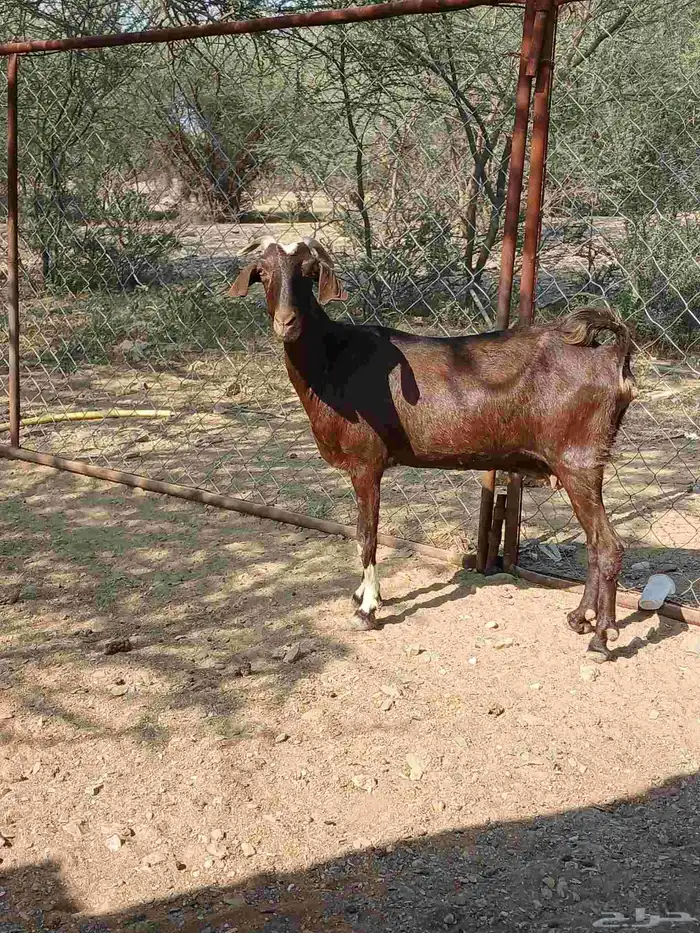 للبيع عنز دافع 3