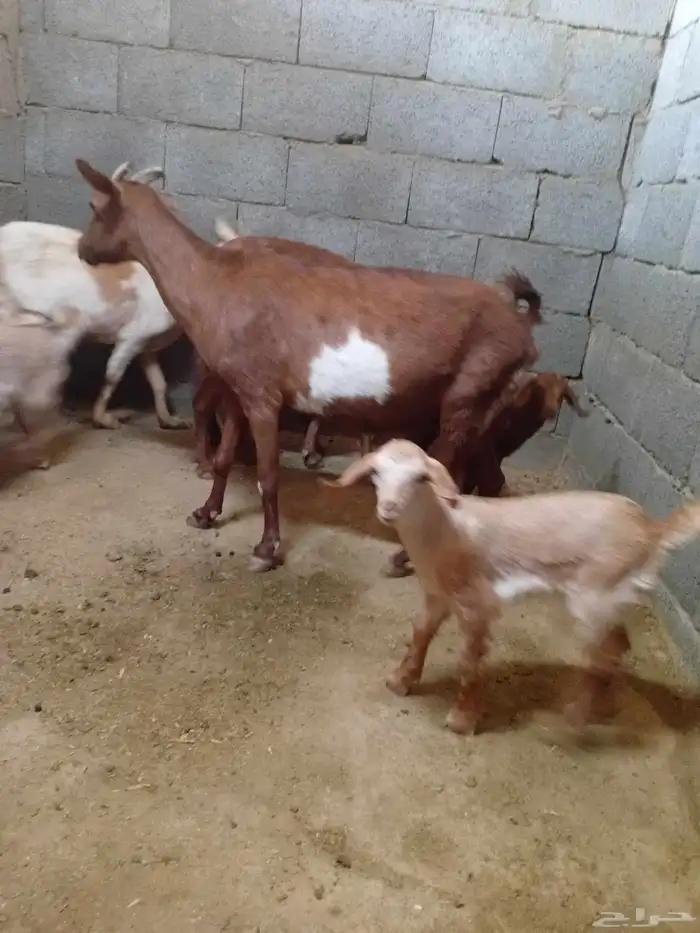 ثلاث معزاا جمع شباب معاه اربعه ثلاث جفرار وتيس 3