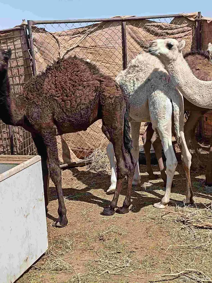 حشو فواخر 3