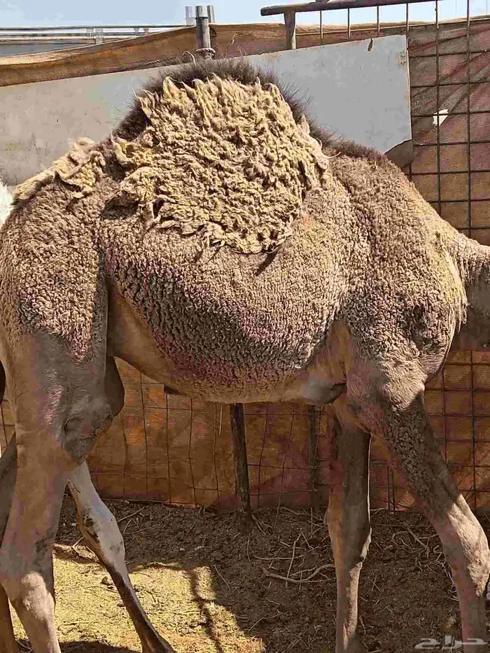 حشو فواخر 2