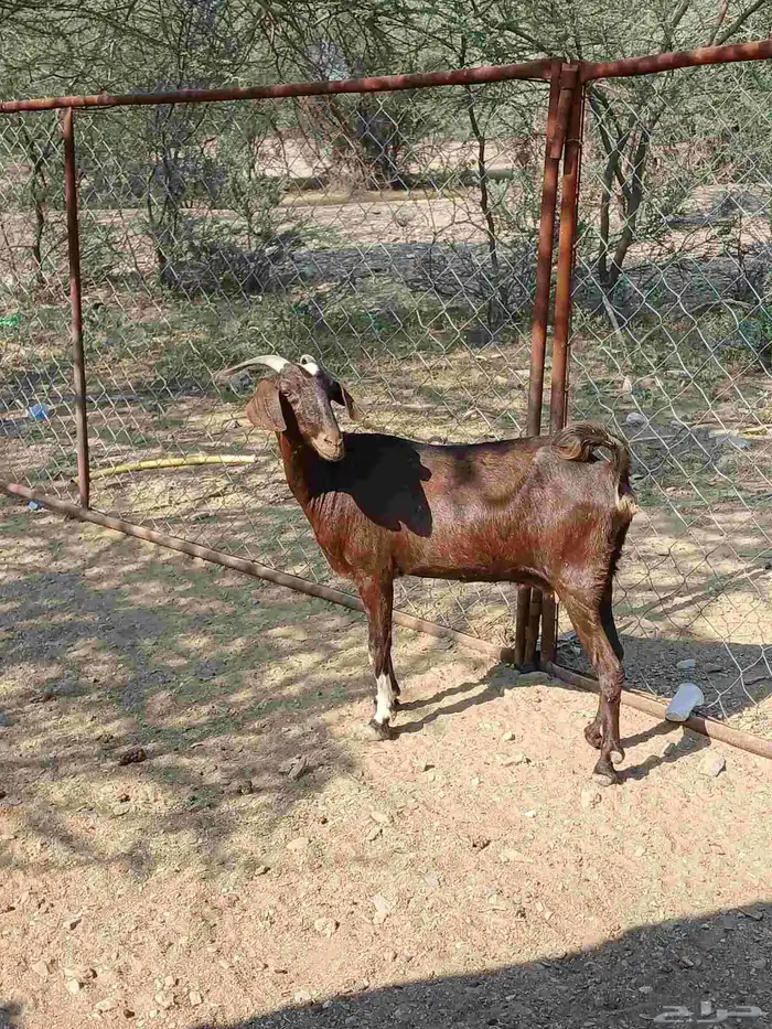 للبيع عنز دافع 4