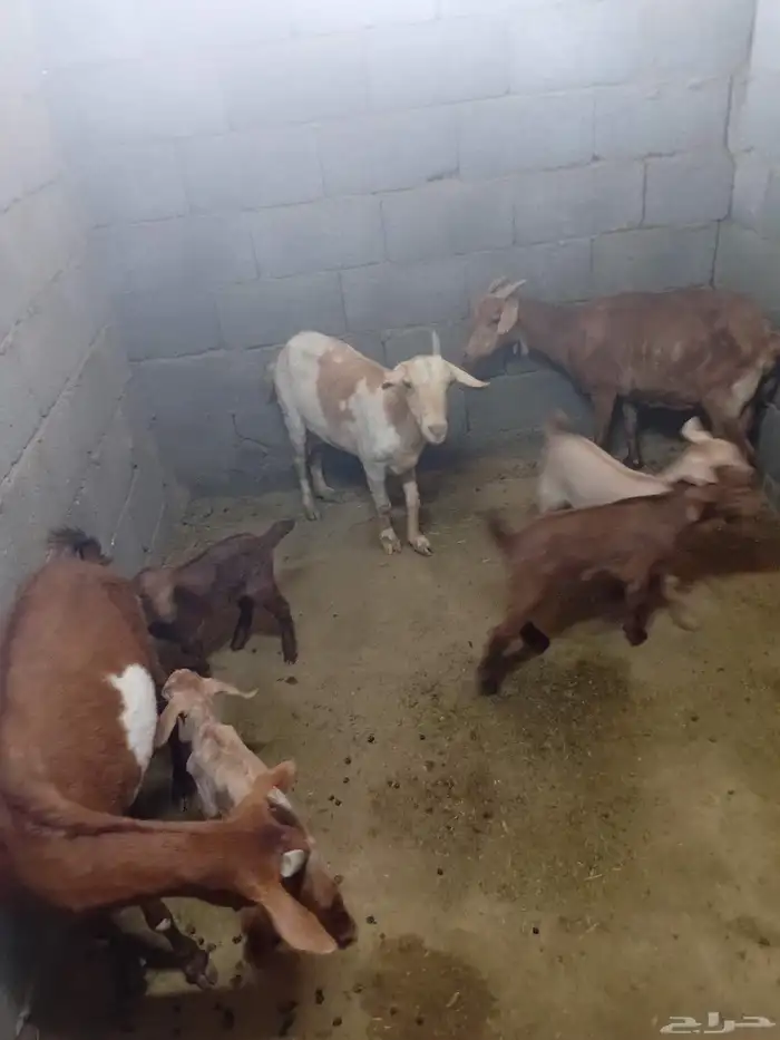 ثلاث معزاا جمع شباب معاه اربعه ثلاث جفرار وتيس 2