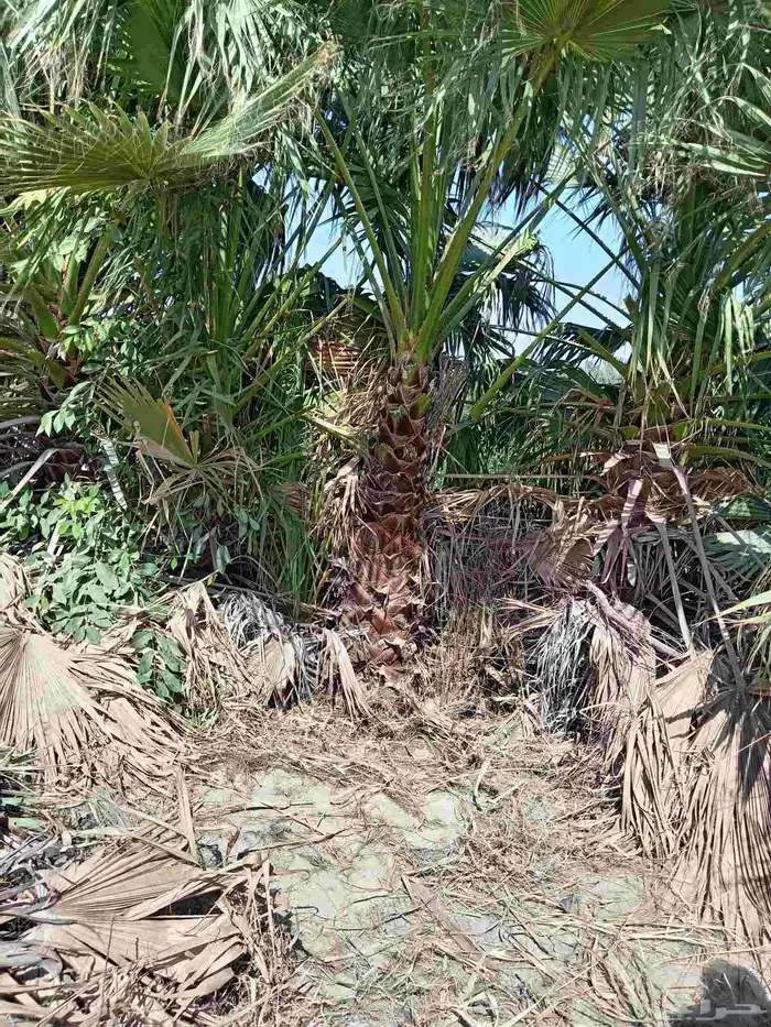ابوياسين لبيع جميع انواع النخيل البلدي والواشنطن والفسيل 5