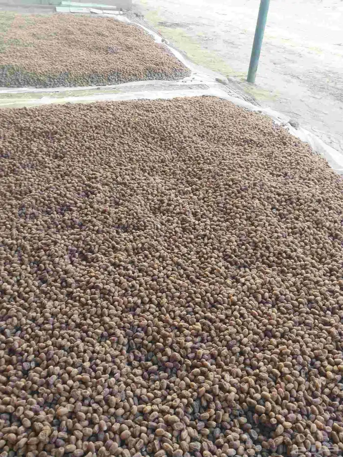 يوجد لدينا تمور حلال كيس ملان وتمر نظيف 3