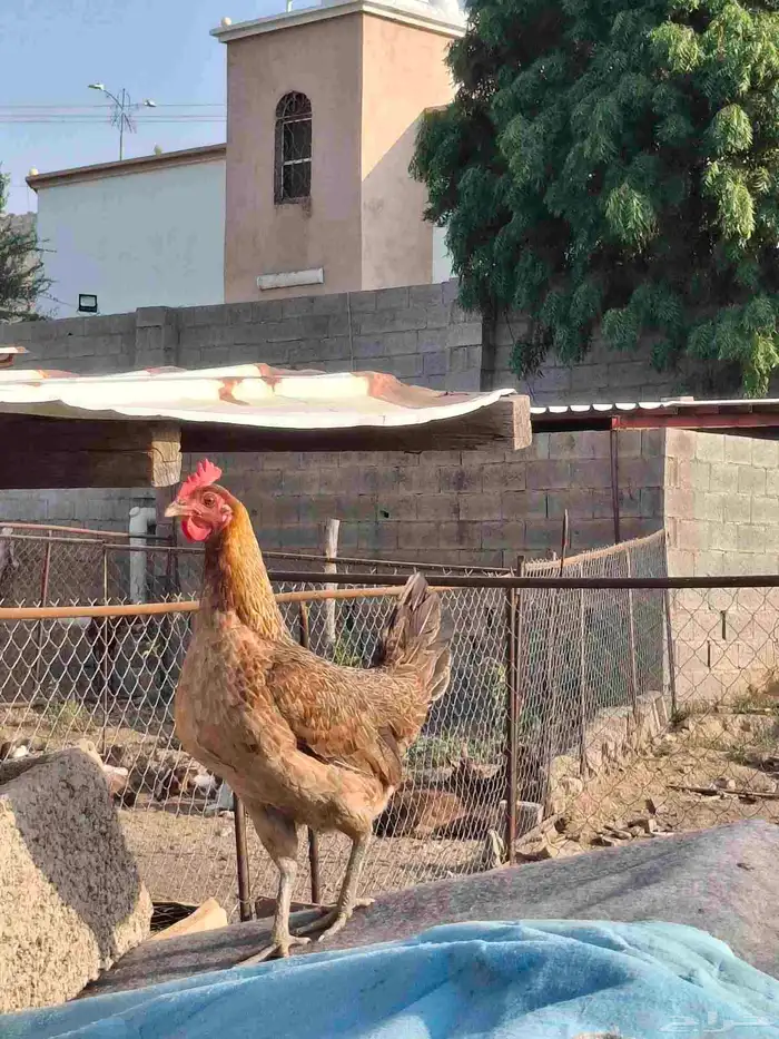 دجاجه عربي أصيل 0