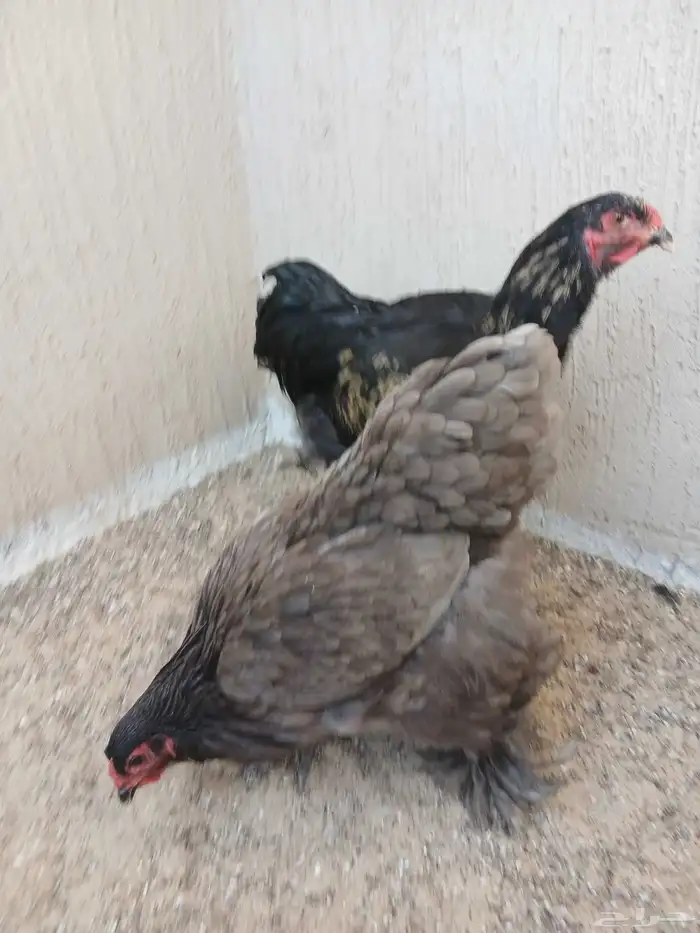 دجاج براهما مستوى وحجم جامبو 0