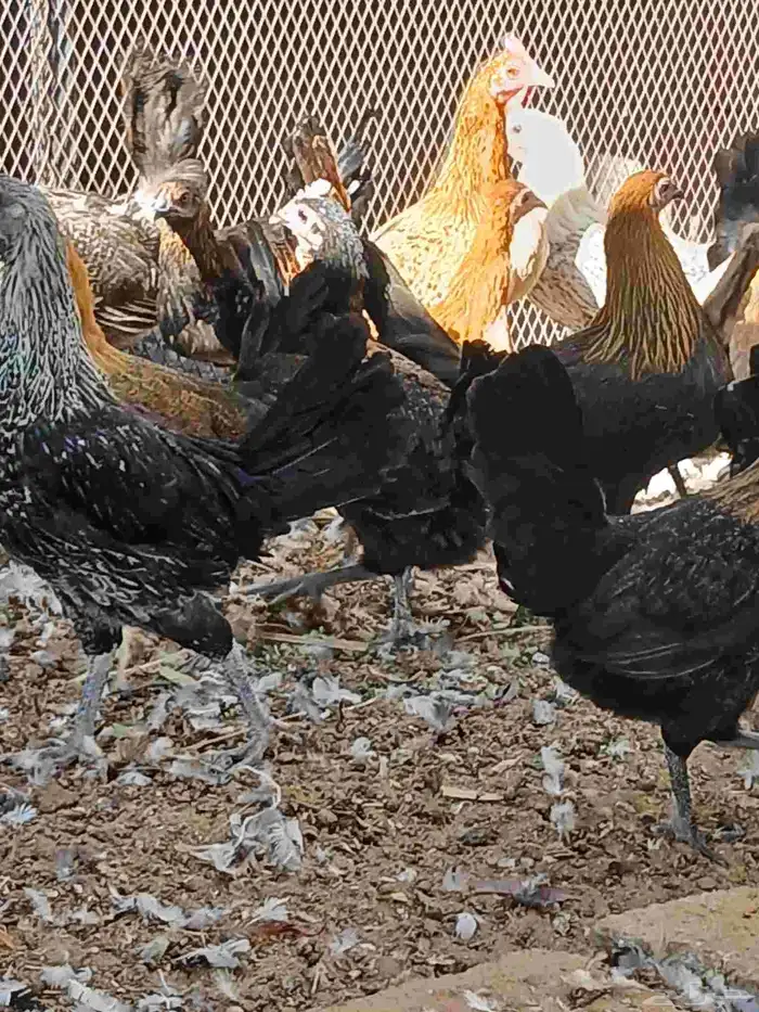 دجاج بلدي وفيومي بياض وبشاير 2