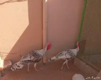 ديكه للبيع 0