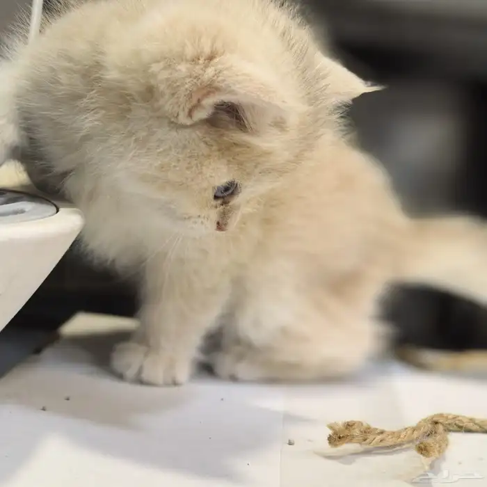 ذكر برتش مستوى عالي British Male AY12 1