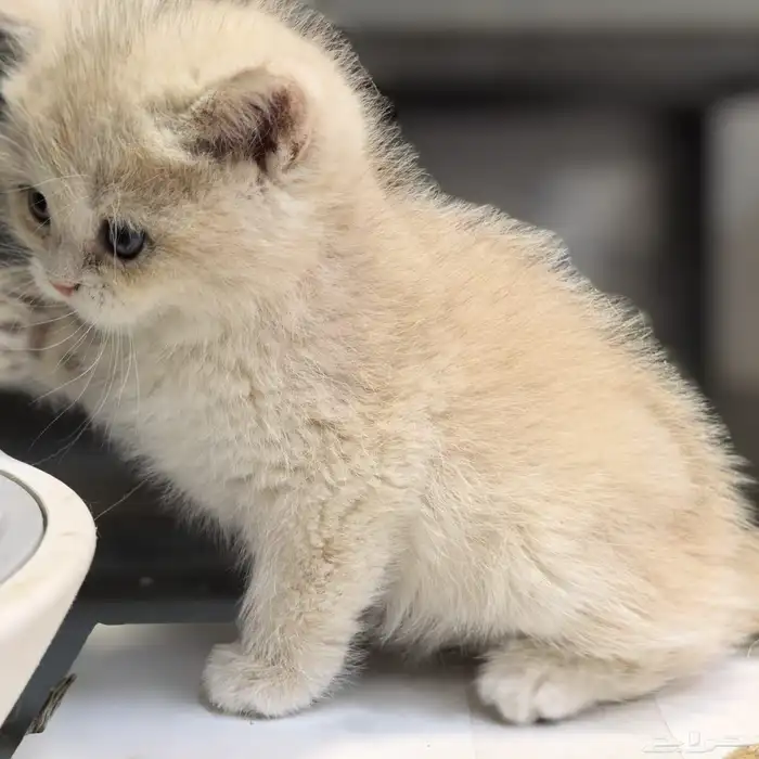 ذكر برتش مستوى عالي British Male AY12 0