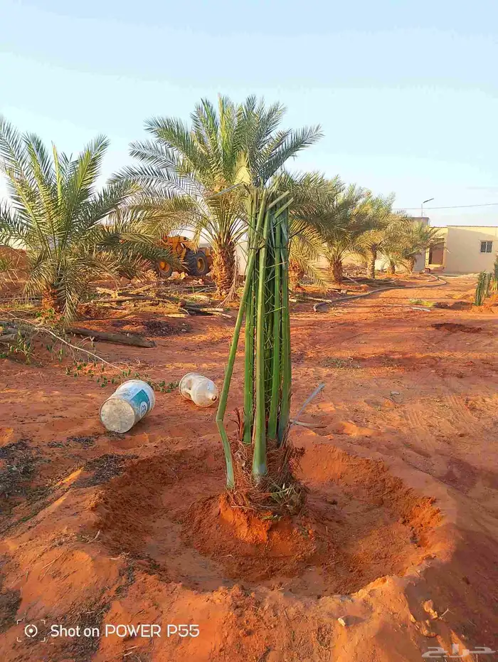 لدينا جميع انواع النخيل العربي والوشنطني 1