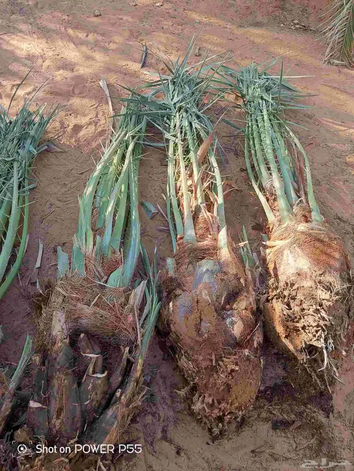 لدينا جميع انواع النخيل العربي والوشنطني 6