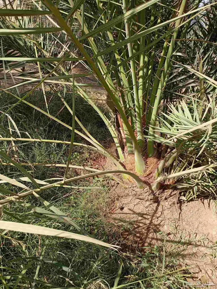 يوجد لدينا جميع انواع فسايل النخيل العربي والجثايث 1
