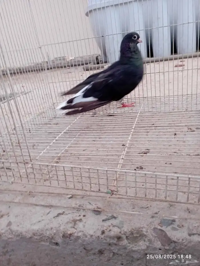 انثى قطيفي منتجه 0