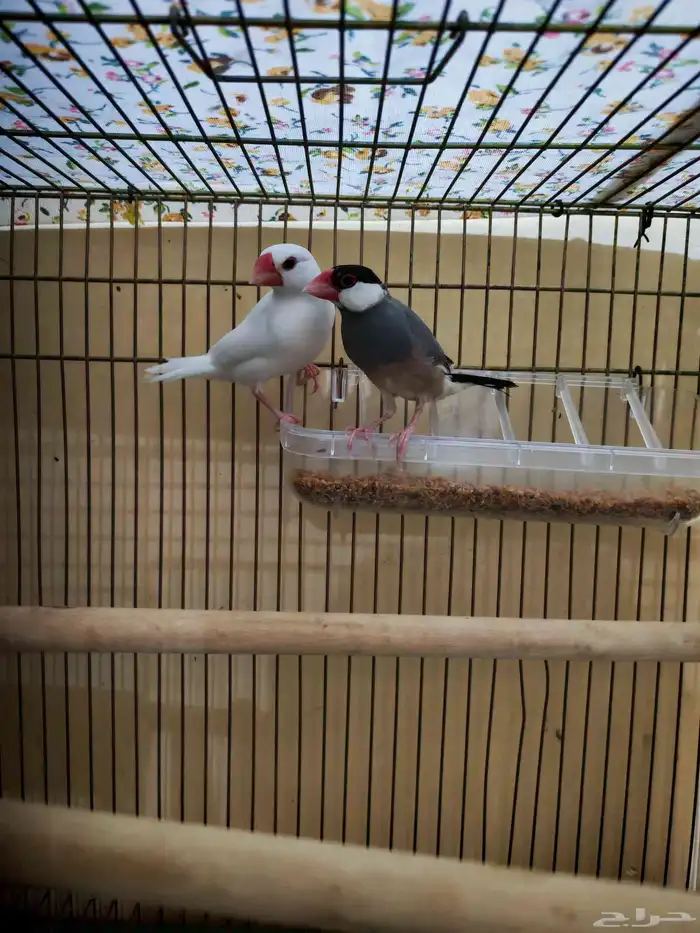 للبيع جوزين طيور 3