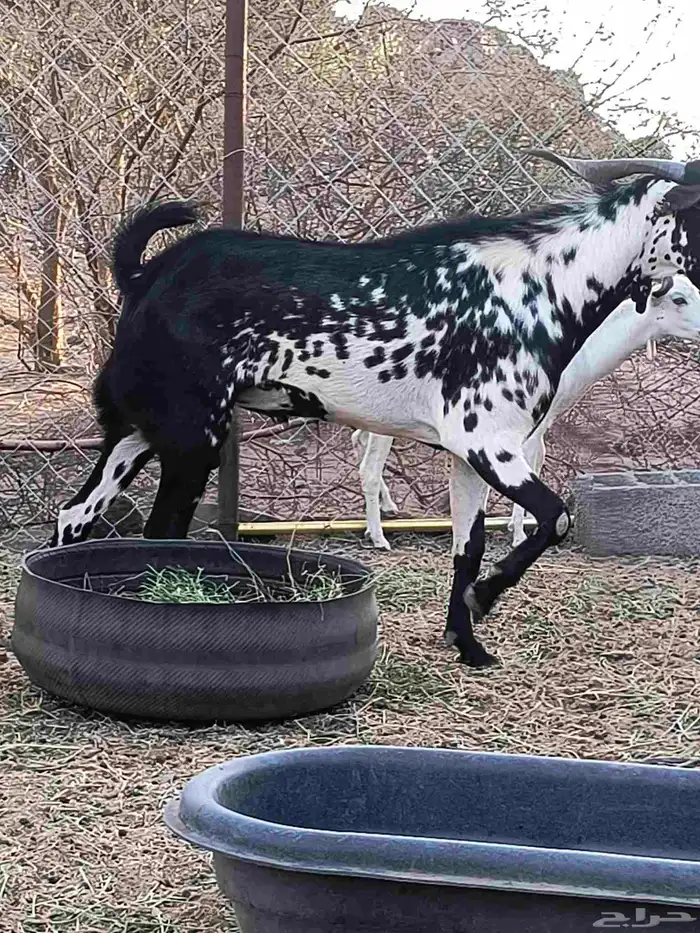 تيس بيشي امرخ 2