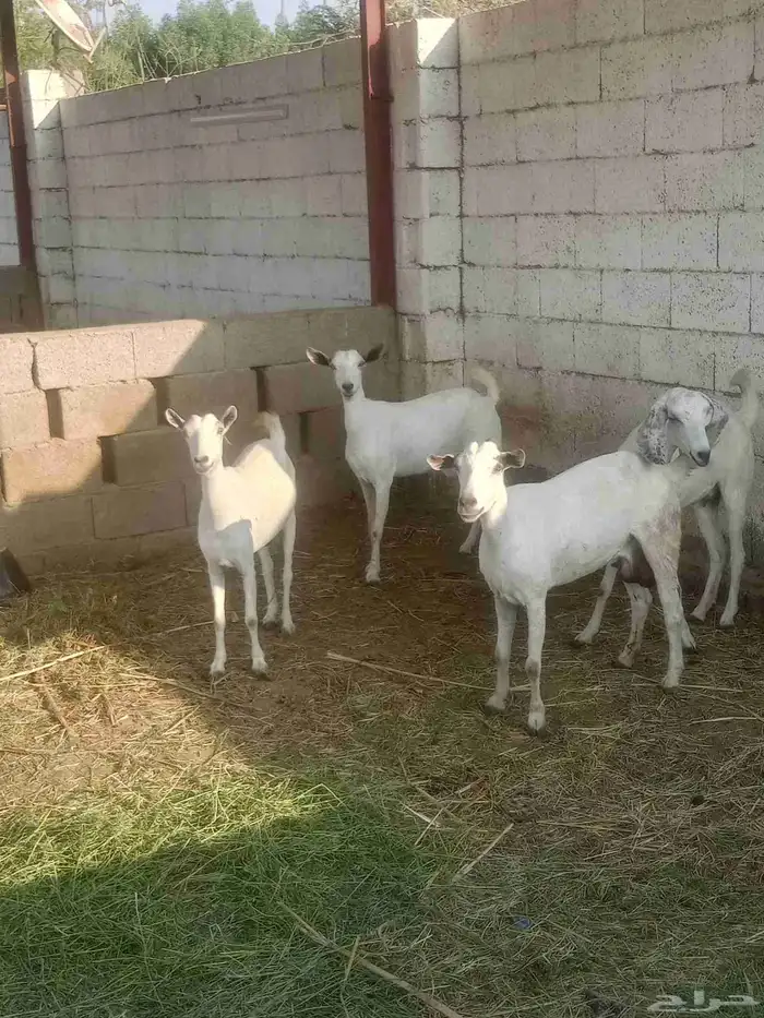 غنم عفر طيبه سن طيب العدد 4 رواس قرايب 0