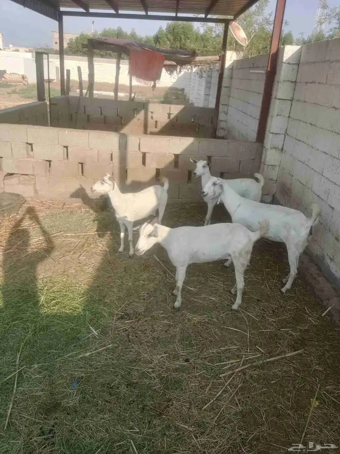 غنم عفر طيبه سن طيب العدد 4 رواس قرايب 1